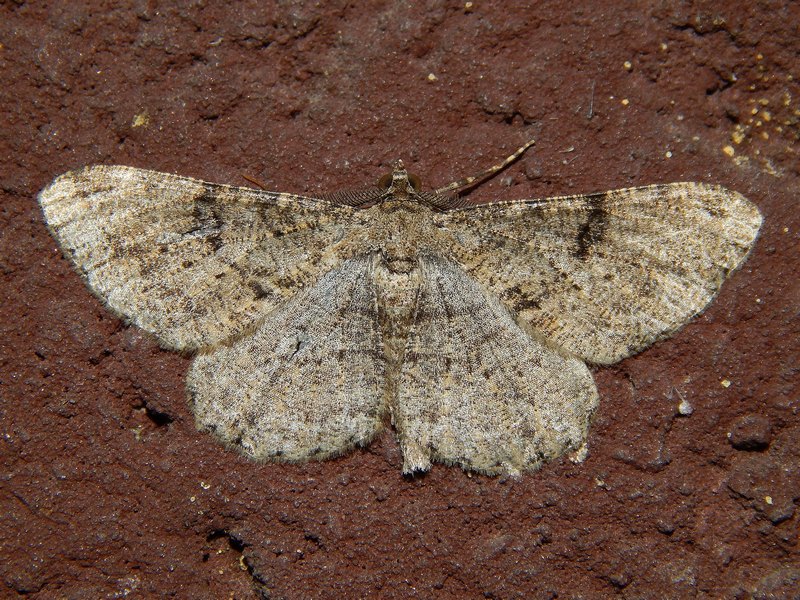 Peribatodes rombhoidaria conferma